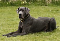 6 of the World’s Largest Dogs Are Hard to Believe