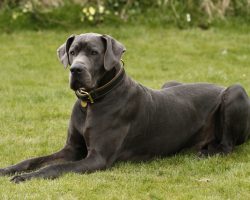 6 of the World’s Largest Dogs Are Hard to Believe