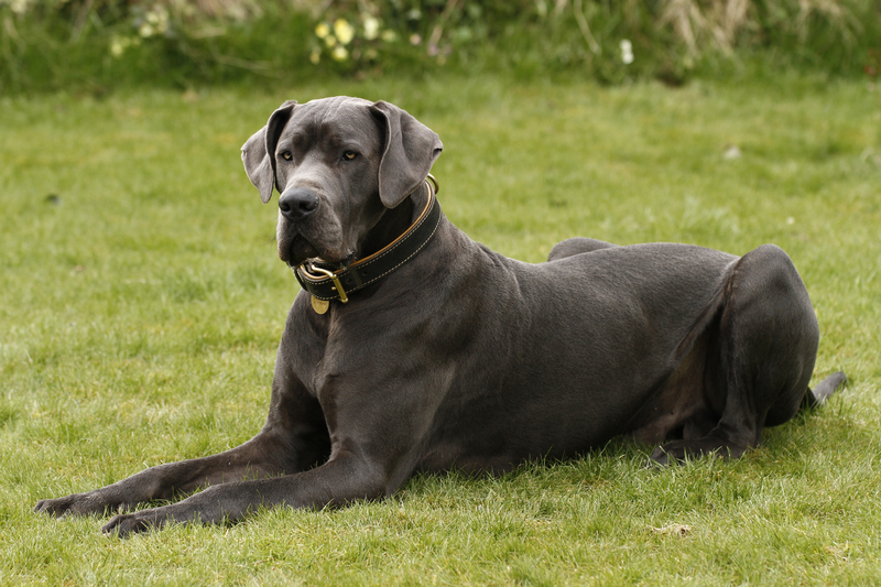 Great Dane