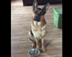 (Video) This German Shepherd Just Ate, But What He Does Next is Hilarious