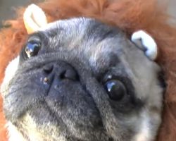 (Video) ‘Lion Pug’ Will Turn a Frown Upside Down. Just Watch and See!