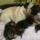 (Video) These Poor Sweet Things Were Found Abandoned in a Stairwell. They Thought They Wouldn’t Have a Mom, Until This Pug Stepped In