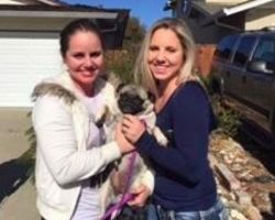 Pug Hailed as a Hero After Saving His Family From Would Could Have Been a Deadly Fire