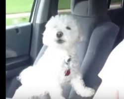 (Video) Funny Dog Has the Most Adorable Reaction When it’s Time to Hit the Road