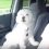 (Video) Funny Dog Has the Most Adorable Reaction When it’s Time to Hit the Road