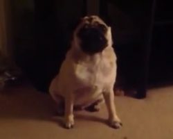 (Video) Watch How This Adorable Yet Defiant Pug Refuses His Bedtime