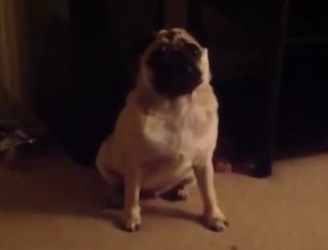 Grimley the Reluctant Bedtime Pug