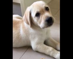 (Video) Puppy Isn’t So Sure About Peanut Butter. Will He Conquer His Biggest Fear? Hilarious!