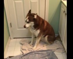(Video) Mom Tells Husky it’s Time to Take a Bath. This is an Epic Tantrum No One Should Miss!
