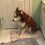 (Video) Mom Tells Husky it’s Time to Take a Bath. This is an Epic Tantrum No One Should Miss!