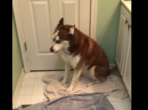 Reluctant bath dog