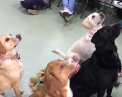 (Video) This Dog Got Adopted 4 Years Ago. Now Watch What Happens When Some Old Friends Walk Through the Door..
