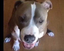 (Video) This Dog is Catching His Treats. When Something Other Than a Dog Treat Comes His Way? I Can’t Believe This!
