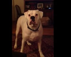 (Video) Very Tired Boxer Adorably Argues With His Human That’s it’s Not Yet Time for Bed