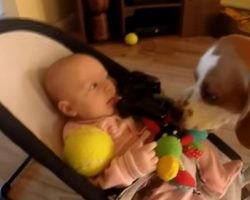 (Video) Dog Takes a Toy From a Baby. How He Apologizes Has Everyone in Stitches!