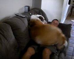 (Video) Dog Dad Calls For His Dog. Now Keep Eyes on a Giant 240-Pound Saint Bernard as He Jumps Into Dad’s Lap!