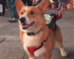 This Corgi Celebrated His Third Birthday in NYC and Couldn’t Have Been More Thrilled