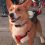 This Corgi Celebrated His Third Birthday in NYC and Couldn’t Have Been More Thrilled