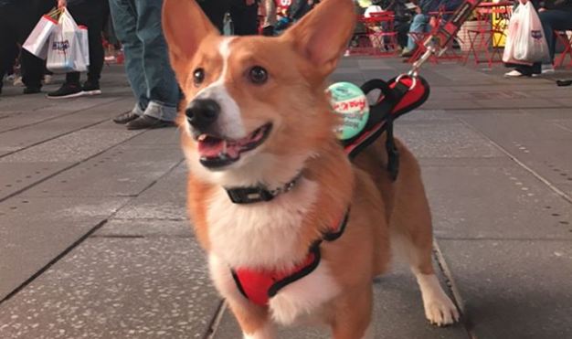 birthday corgi