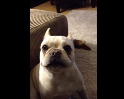 (Video) Mom Asks Bruley the Frenchie How His Day Was. He Says it Was Pretty Rough! Just Listen: