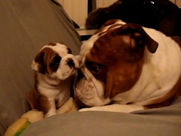 bulldog dad and daughter