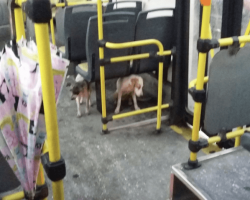 Bus Driver Sees Dogs Freezing Due to Storm So He Decides to Break the Rules by Bringing Them Onto the Bus