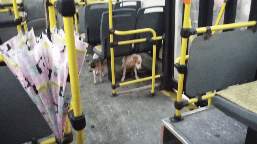 bus dogs