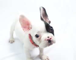 The British Veterinary Association is Telling Dog Owners to Stop Buying Pugs and Bulldogs. Here’s Why: