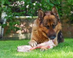 Dogs Love Bones, But When Giving Them to Fido It’s Vital to Avoid THIS Mistake