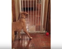 (Video) Dog Sees a Gate, But it Turns Out He’s Much too Clever to Let it Stand in His Way…