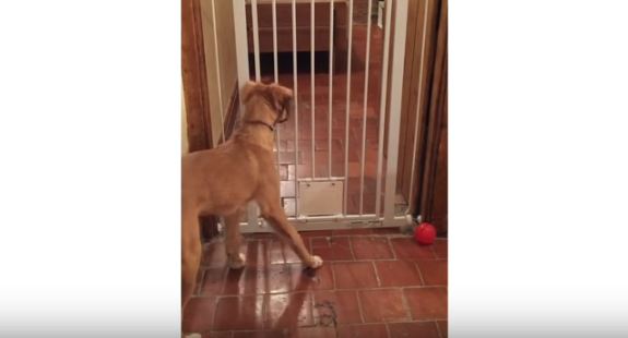 dog and door