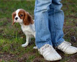 When a Dog Does THIS, He’s Giving His Human a Warning NOT to Trust This Person