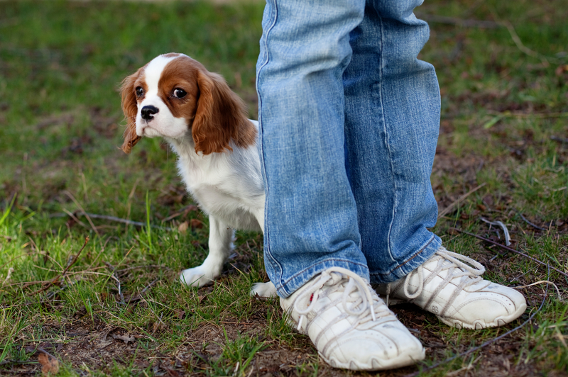 dog hiding behind owner