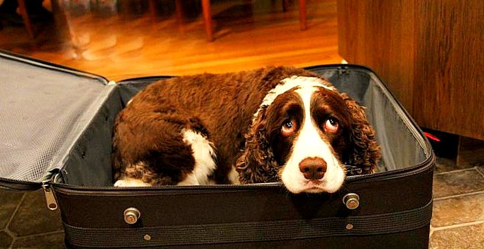 dog in suitcase