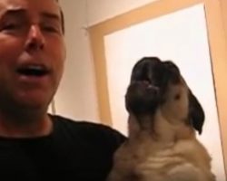 (Video) This Pug Singing “Take Me Out to the Ball Game” Has Us All ROFL!