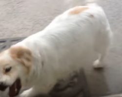 (Video) Owner Spots Pup Outside Door, But Watch to See How the Dog Tries to Get In