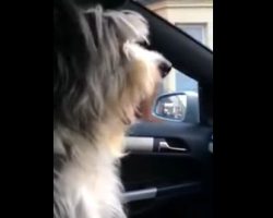 (Video) Woman Tells Her Dog He’s Going to See Grandma – His Reaction is Amazing!