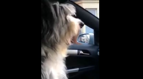 dog's reaction