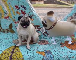 (Video) He May be Full of Hot Air But Doug the Pug Adores Him Anyway