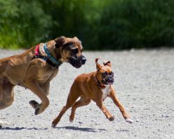 How to Tell if a Dog is a Bully and What to Do About It