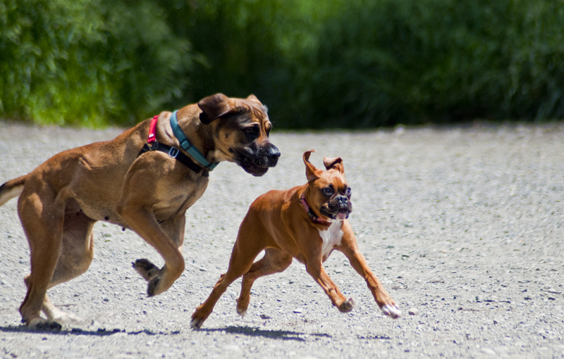 dog running after another dog