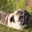 6 Genetic Issues Found in Pugs That Owners Need to Know About