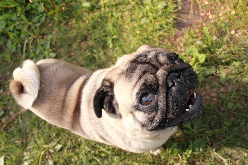 smiling pug in grass