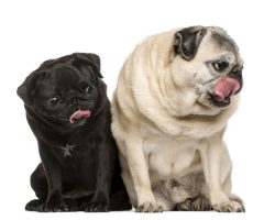Fascinating Facts We Didn’t Know About Pugs (Until Now)!