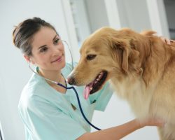 Canine Heart Disease: What We Need to Know