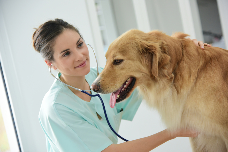 vet with dog