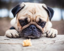 4 Human Foods That Are Toxic and Can Harm or Kill a Dog