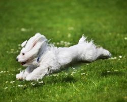 Why Does an Ecstatic Pup Do His Happy Routine?