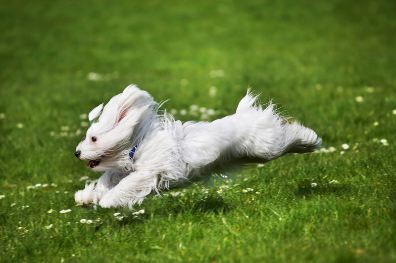 excited dog running