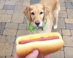 (Video) I Still Can’t Believe Just How Bad This Dog Is at Catching Food in His Mouth. LOL!